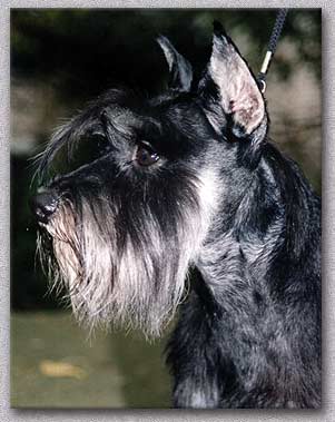 Желанная Жемчужина Жасмин